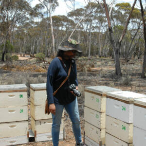 B-Agent: modelling pressures on migratory beekeeping