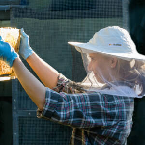 Sniffing out honey bee disease: American foulbrood