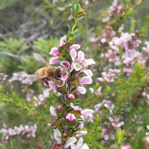 Adding value to Australian Manuka honey production
