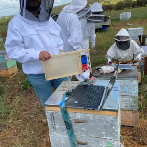 Smart beehive monitoring for remote regions