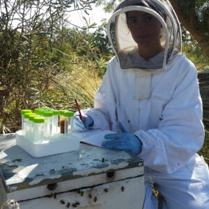 Can molecular markers be used for breeding disease-resistant bees?
